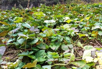 紅薯塊根膨大期葉面肥廠家厚禾生物增產(chǎn)有4招